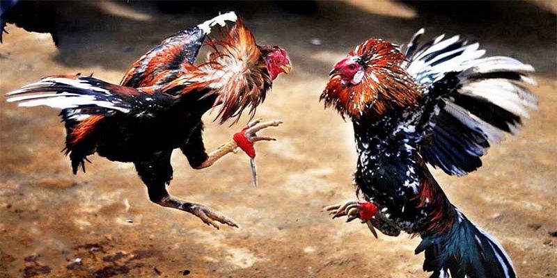 giới thiệu về sảnh đá gà Rikvip Những thông tin chung giới thiệu về sảnh đá gà Rikvip